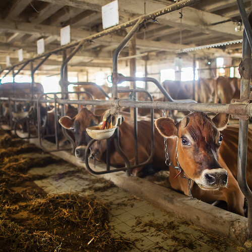 cows at the penn dining yogurt farm