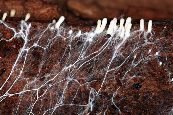 Mycellium growing in soil.