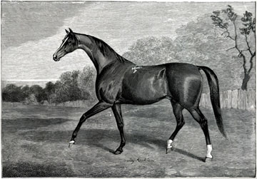 Horse