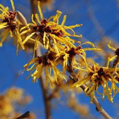 Witchhazel